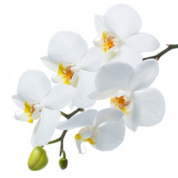 Стол обеденный Танго белый/Орхидея в Шарыпово - sharypovo.mebel54.com | фото